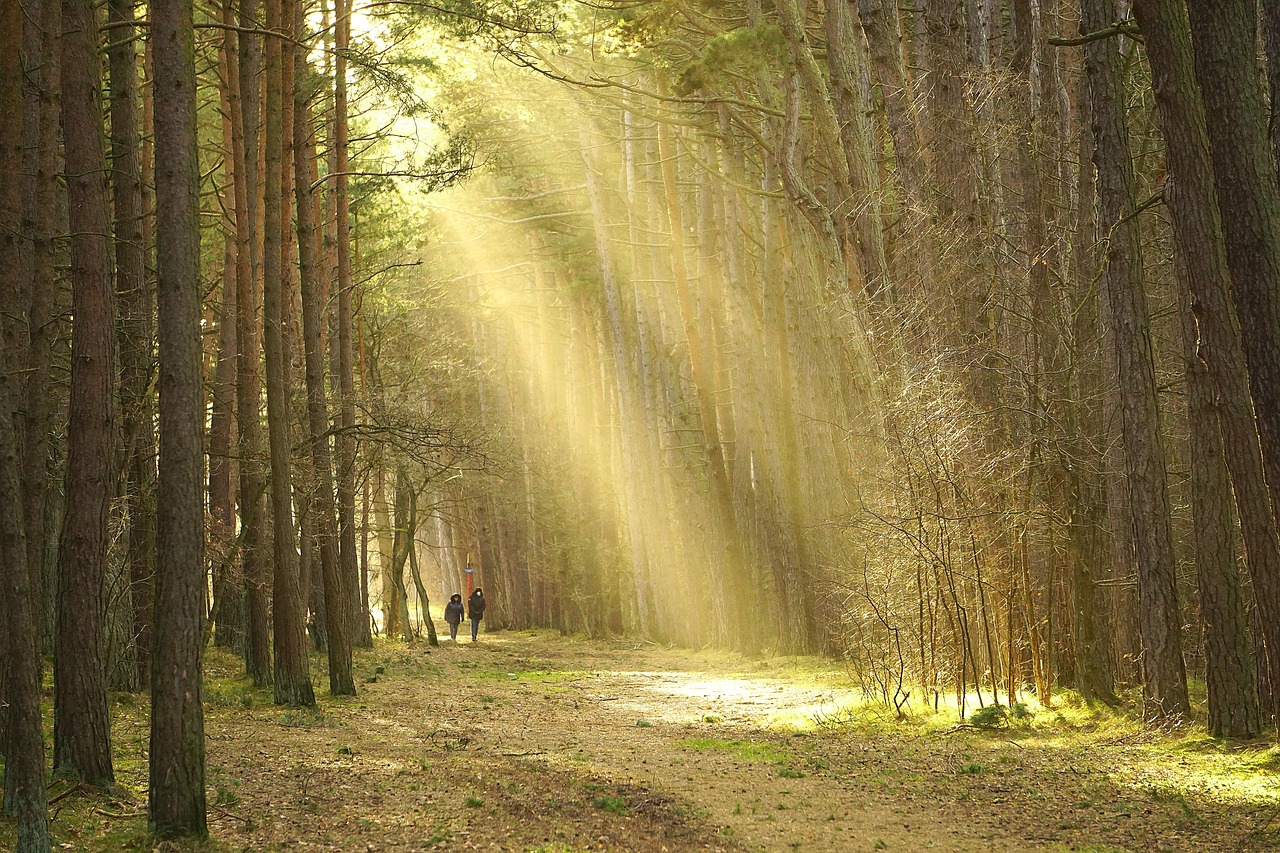 forêt, des arbres, lumière du soleil, le chemin d'accès, la route dans la forêt, piste, nature, paysage, marcher dans les bois, chemin forestier, sentier de randonnée, couple en promenade, marcher, couple ensemble, relation, relaxation, oxygéner, reste, air frais, le masque, covid, coucher de soleil, fermer