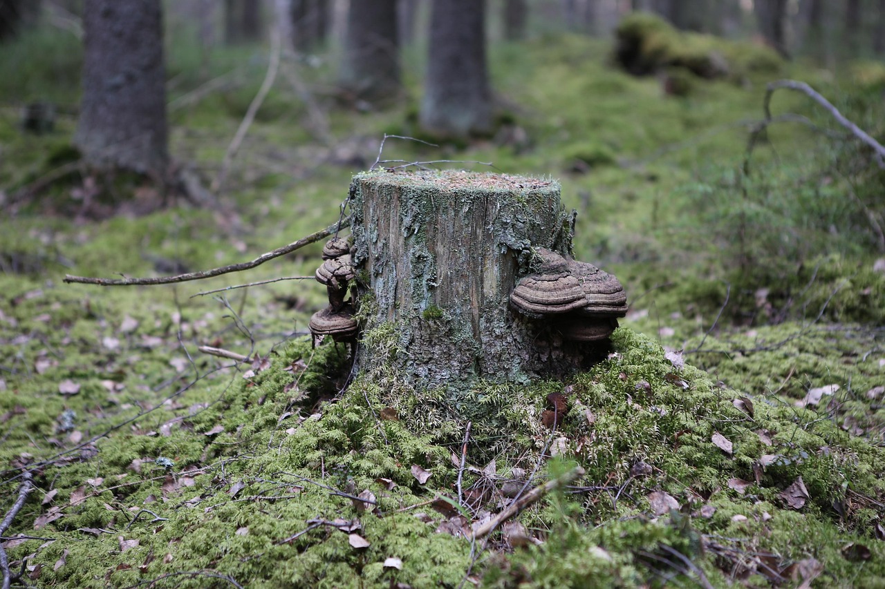 forêt, vieille, souche, nain, pourrir, bois, la nature