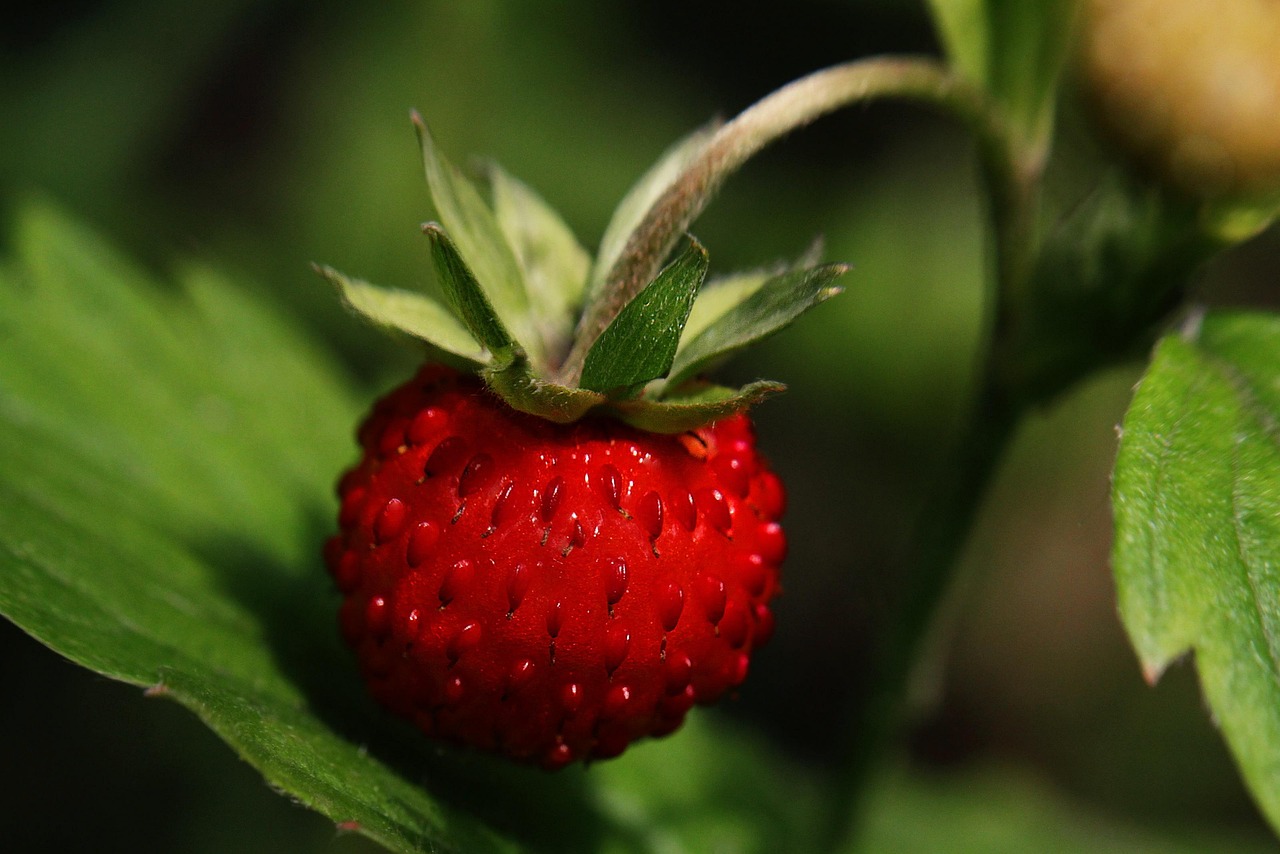 fraise des bois, fraise, mûr, nature, macro, fermer, baie, fruit, fraisier, rouge, vitamines, frais, sucré, juin, l'été, feuilles, délicieux, juin, juin, juin, juin, juin