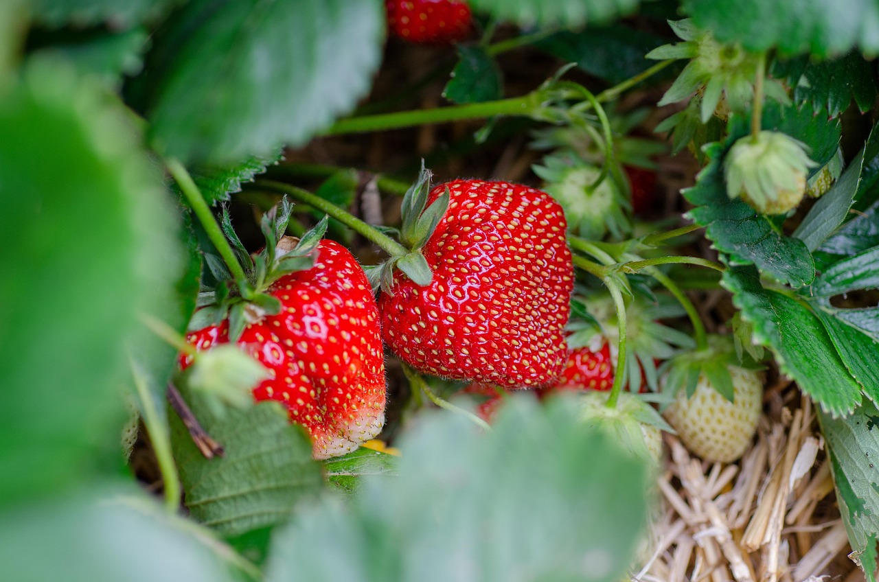 fraises, patch de fraise, jardin de fraises, cueillir des fruits, récolter, fraisier, fraisier, fraisier, fraisier, fraisier, fraisier