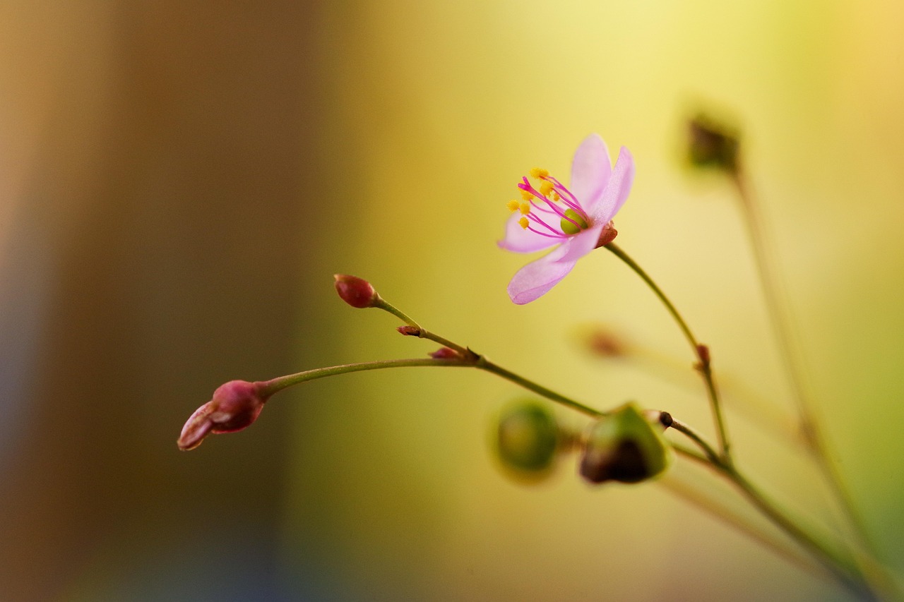 ginseng moulu, belles fleurs, fleur, fleur rose, fermer, macro, flower background, plantes, flore, fond d'écran fleur, jardin, nature