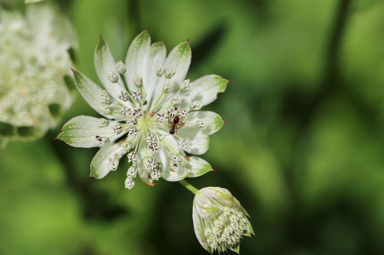 grande ombelle étoilée, fond d'écran fleur, astrantia majeur, insecte, fourmi, belles fleurs, fleur blanche, flower background, étamines, fleur, la nature, fermer, astance majeure, pétales