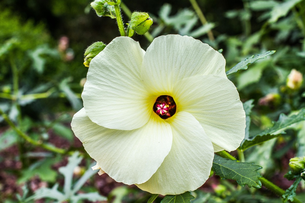 hibiscus comestible, fleur, belles fleurs, plantes, fond d'écran fleur, pétales, bloom, fleurir, jardin, nature, flower background, hibiscus, jaune, vert, tropical