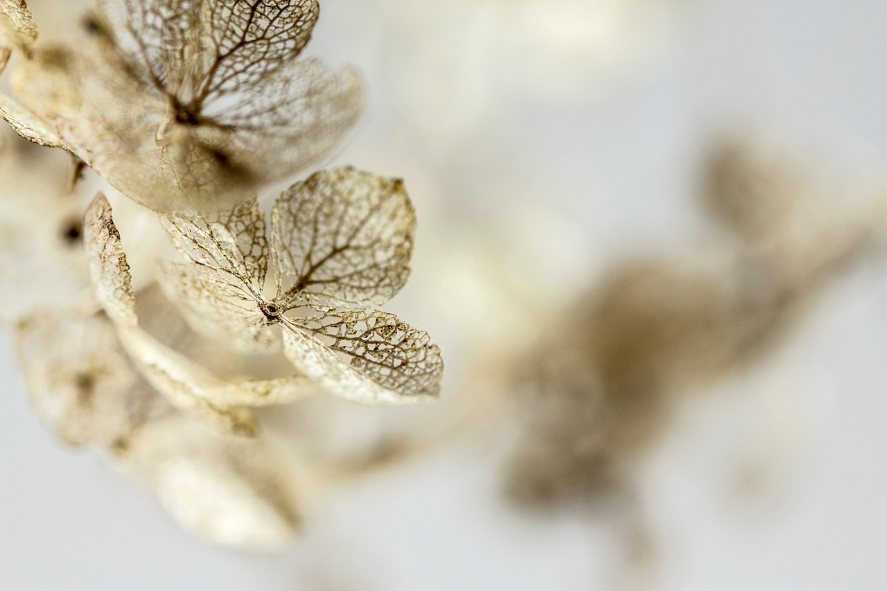 hortensia, fleurs séchées, hortensia séché, belles fleurs, fond d'écran fleur, fleur, nature, fermer, macro, flower background, délavé, douleur
