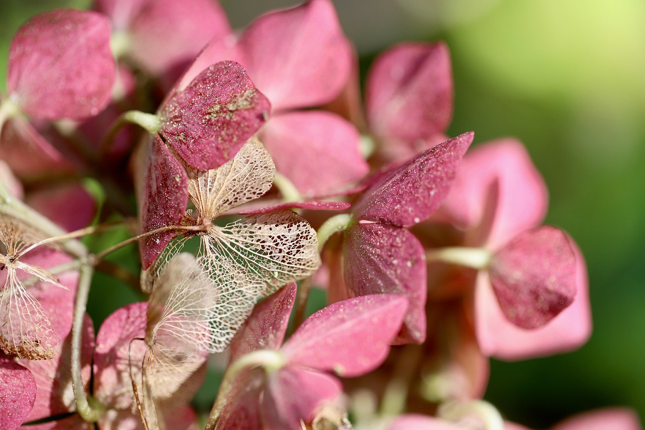 hortensias, pétales, fleurs séchées, faded, hortensia, structures de feuille, nervures des feuilles, belles fleurs, la nature, délavé