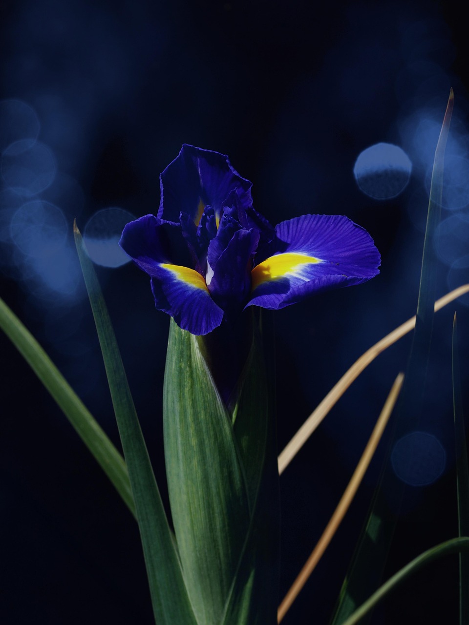 iris hollandais, fleur bleue, fleur, pétales bleus, pétales, belles fleurs, fleurir, bloom, le printemps, plantes, flore, flower background, nature, fermer, fleur simple, papier peint fleur