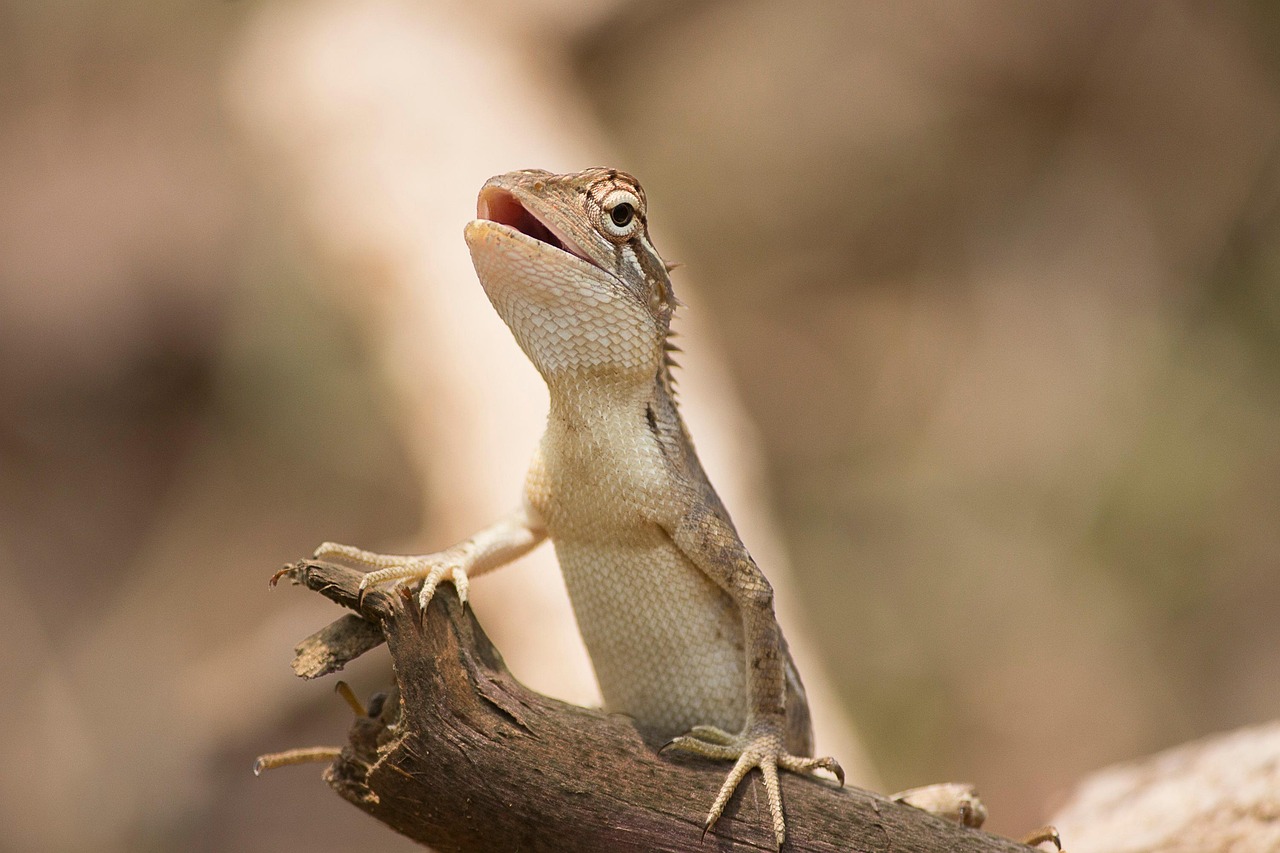 jardin oriental lézard, reptile, animal, lézard, nature, faune, balance, fermer, portrait, reptile, reptile, lézard, lézard, lézard, lézard, lézard