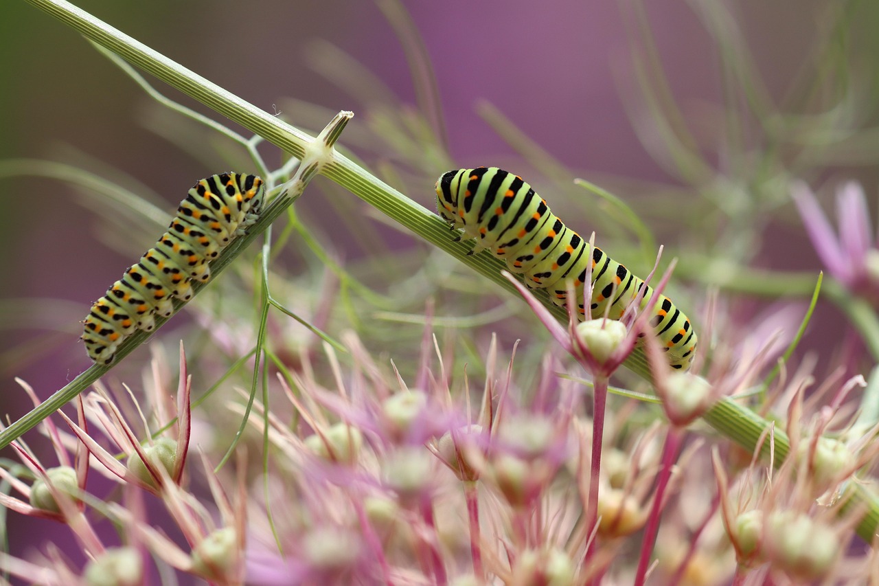les chenilles, papillon, traversée, éluder, queue d'aronde, fermer, macro, la nature, fenouil, loup vers le bas, ramper, ralentir