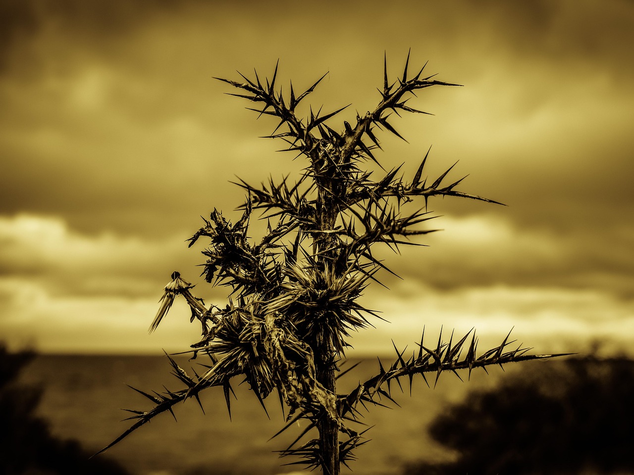 les épines, tranchant, la douleur, faire mal, douloureux, brun de la douleur