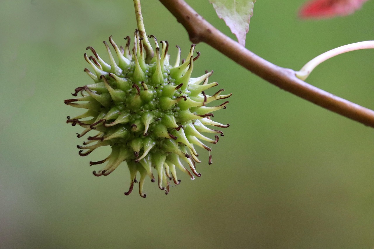 liquidambar, arbre étoile de mer, fruit de l'arbre à gomme douce, composé de fruits, fruit du gommeux, fruits en capsule, la nature, fermer, composé de graines