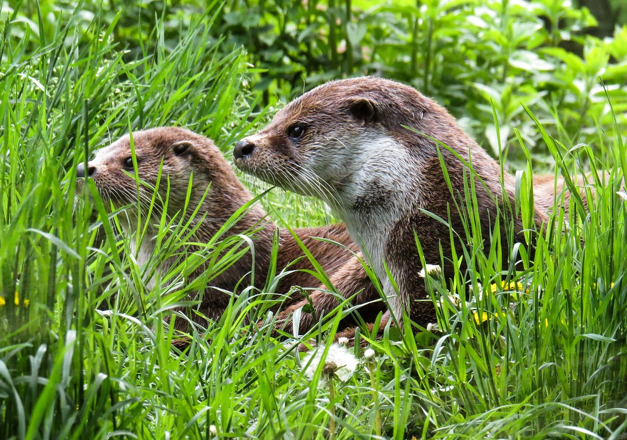 loutre, nature, animaux, l'eau, prairie, maintenance, calmer, sauvage