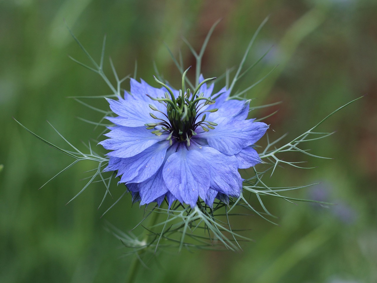 love, fleur, dame en lambeaux, fleur bleue, belles fleurs, pétales, pétales bleus, bloom, fleurir, nigelle damascène, flore, nature, flower background, plantes, nigelle, fond d'écran fleur, fermer
