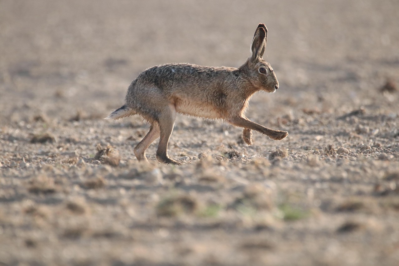 mammifère, animal, chasser, lièvre, lièvre européen, course, rapide, biodiversité, nature, environnement, sur le terrain, lièvre, lièvre, lièvre, lièvre, lièvre, course, rapide, biodiversité
