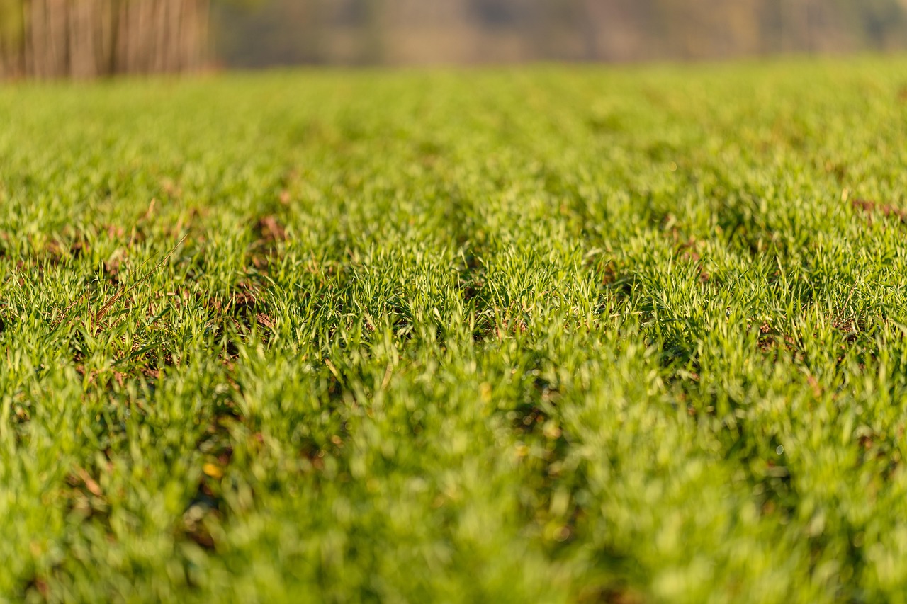 nature, paysage, tchèque, sur le terrain, lignes, gazon, rural, vert, plantes, cultiver, extérieur, les terres agricoles, agriculture, naturel, horizon, blé, scène, croître, croissance, blé d'hiver, champ de blé, jeune blé, jour de la terre
