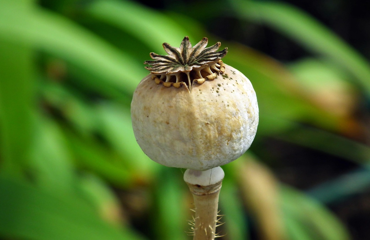 pavot, tête, l'été, jardin, céréales, nature