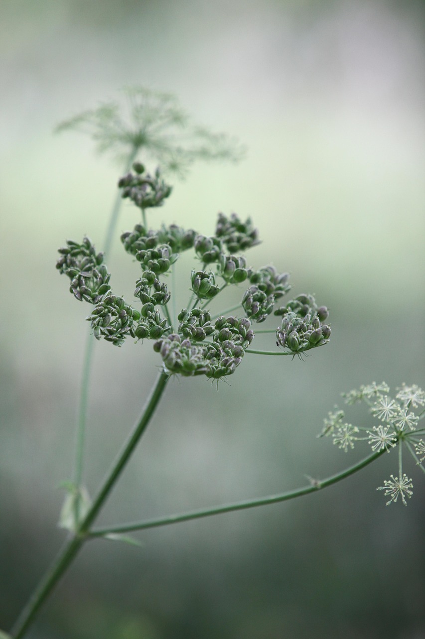 persil de vache, bourgeons, fleurs, cerfeuil sauvage, flower background, persil sauvage à bec, keck, anthriscus sylvestris, cannabis, bloom, belles fleurs, fleurir, plantes, fond d'écran fleur, flore, nature, prairie, fermer