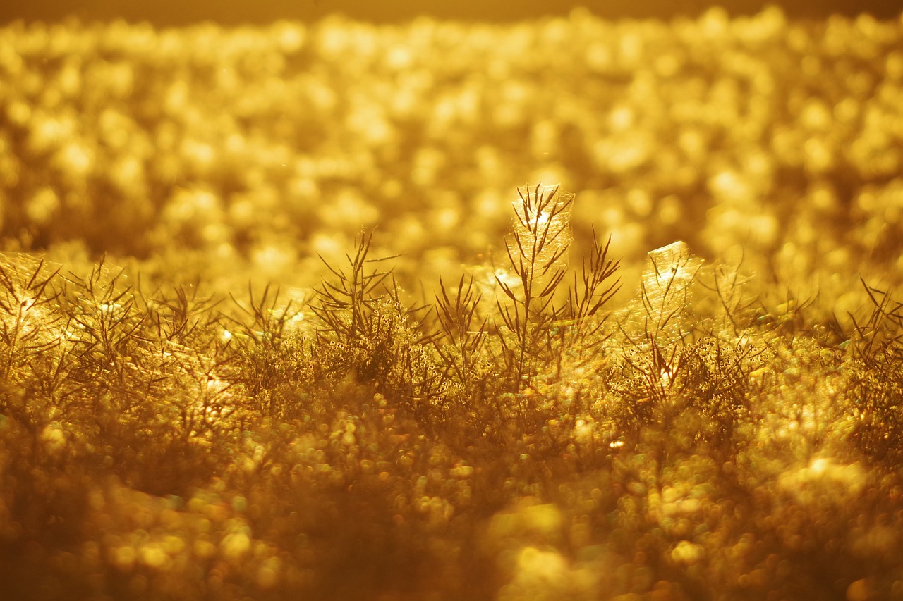 prairie, plantes, sur le terrain, nature, le coucher du soleil, léger, gazon, mauvaises herbes