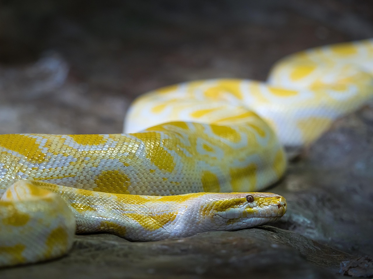 python birman albinos, nature, python birman, serpent, animal, reptile, faune, python