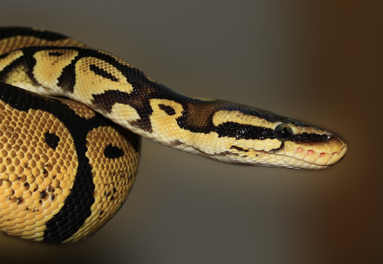 serpent, python, animal, python boule, royal python, python regius, reptile, faune, région sauvage, nature, fermer, monde animal, photographie animalière, serpent, serpent, serpent, serpent, serpent, python