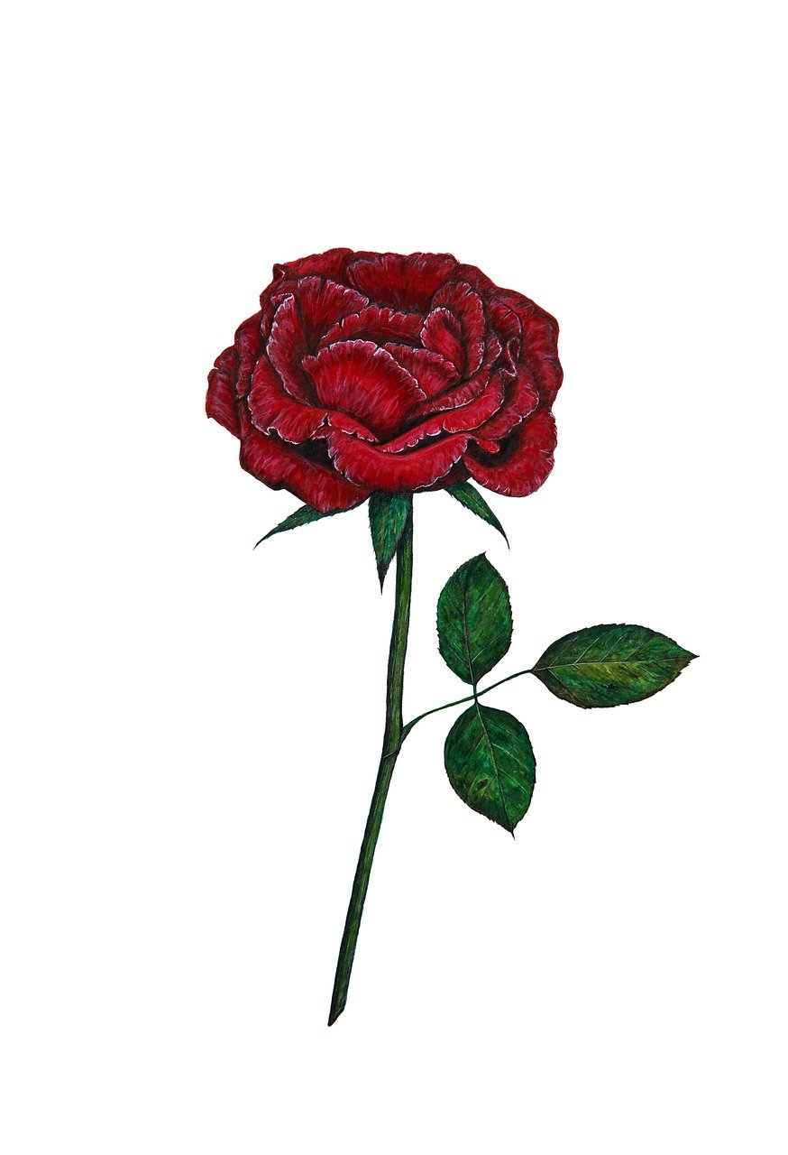 un, créatif, artistique, rouge, jardin, rose, tige, flore, fleur, romance, isolé, sur, blanche, la peinture, nature, floral, rose, rose, rose, rose, rose, fleur