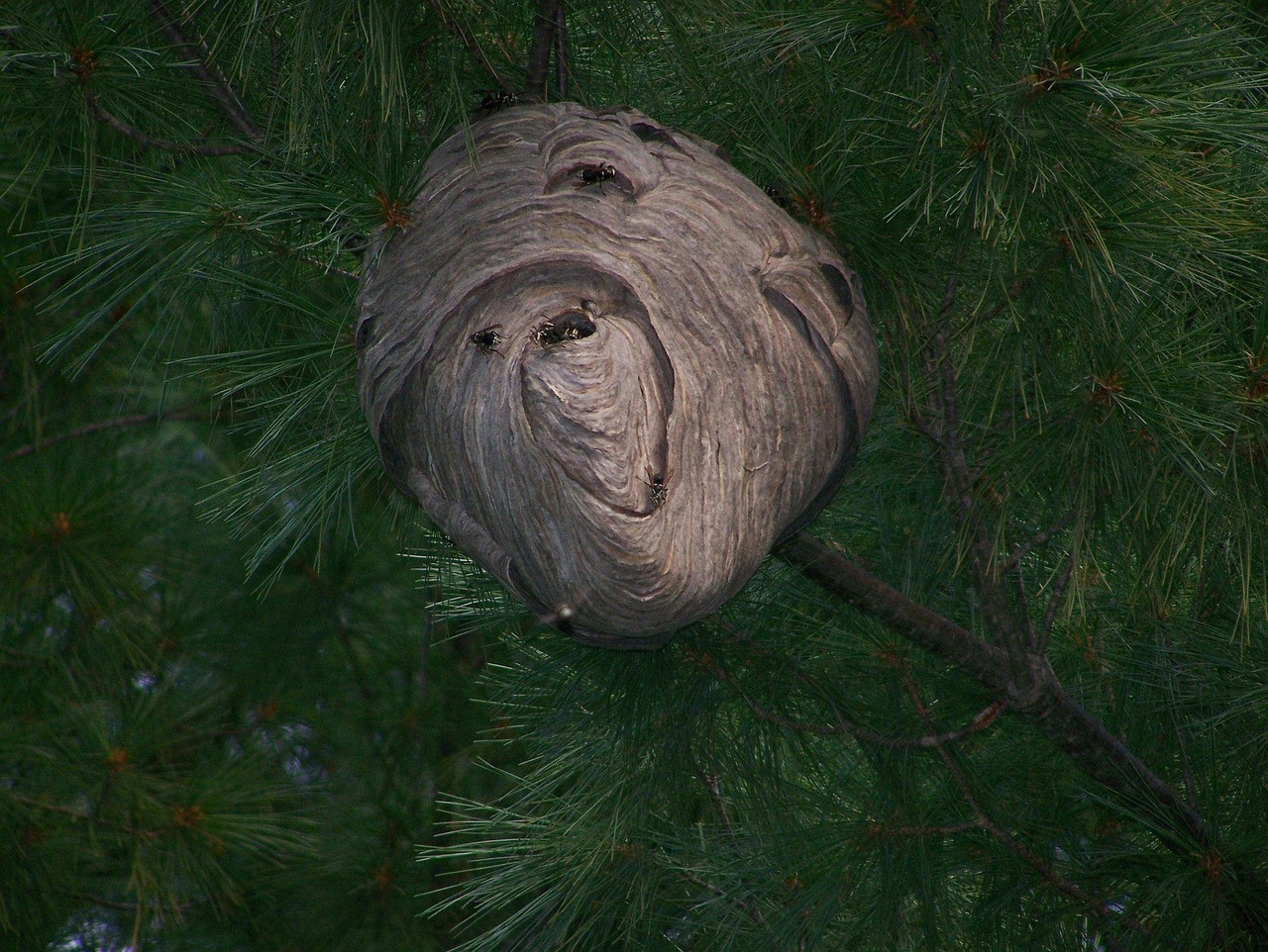 un nid de frelons, insecte, voler, frelon, nature, nid, animal, rayé, colonie