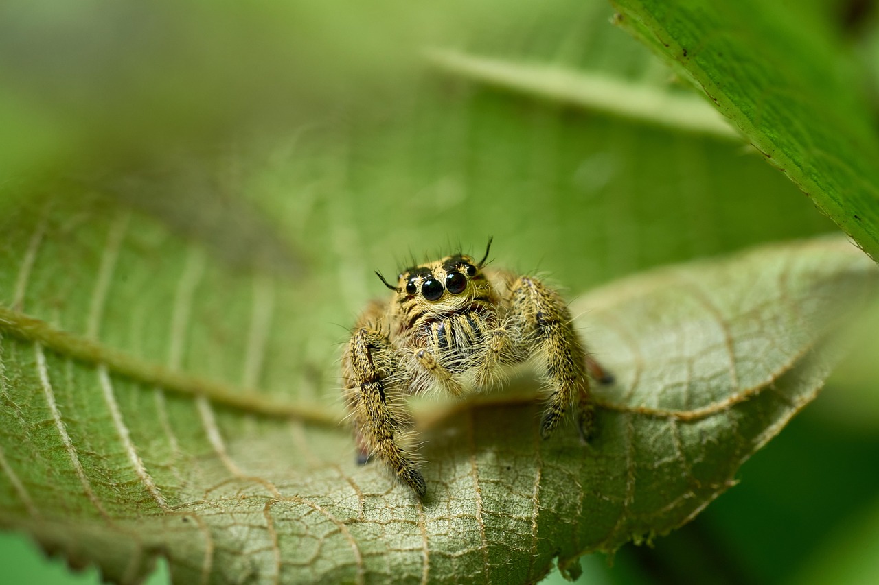 araignée sauteuse, arachnide, araignée, insectes, araignée sur feuille, sauter, mignonne, vert, nature, macro, feuille, feuilles