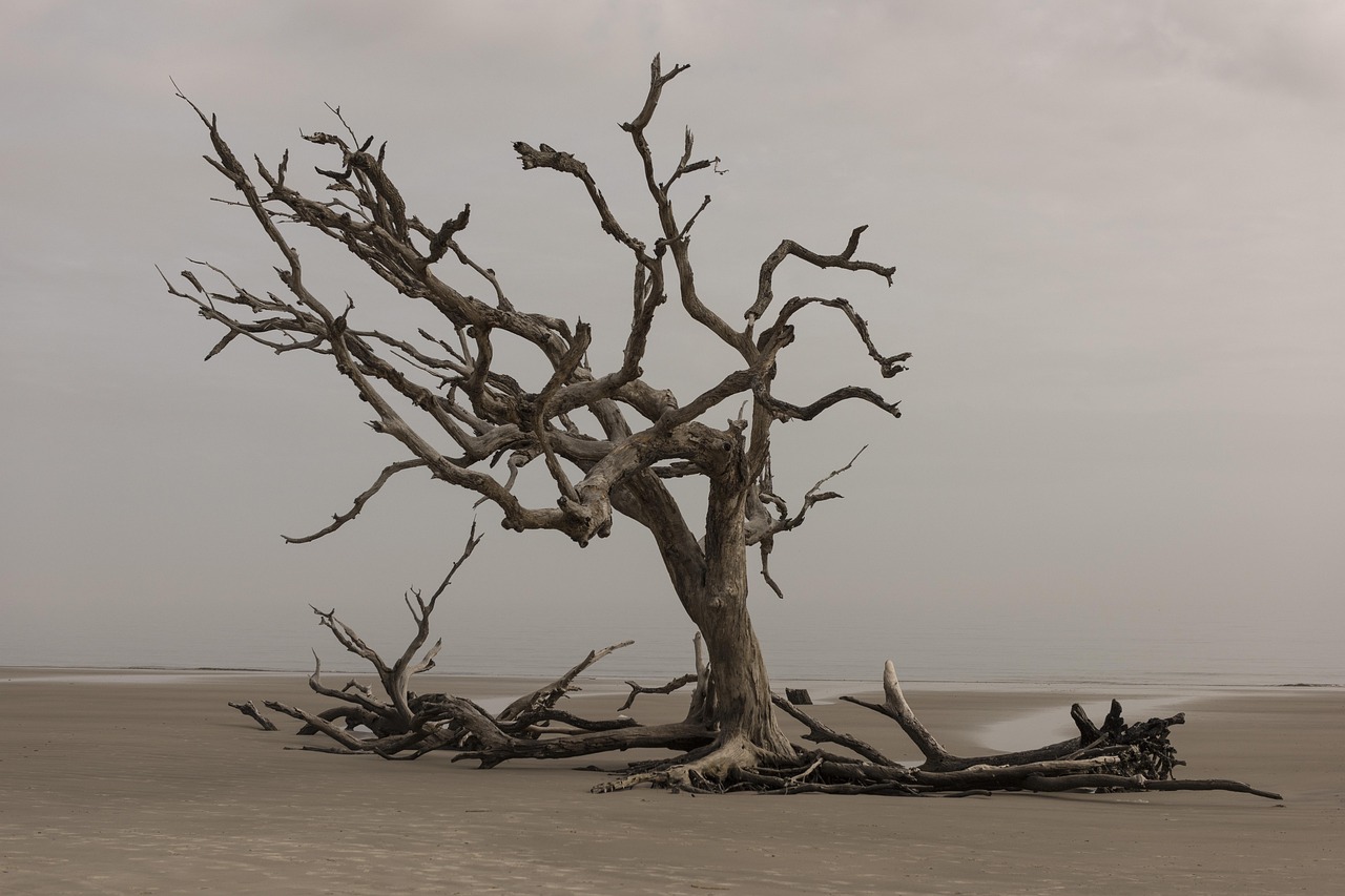 arbre, nature, paysage, l'eau, en plein air, sec, mer, environnement, bois, silhouette, solitude, sable, rivage, seule, plage, bois flotté, côte, eau brune, journée de la terre