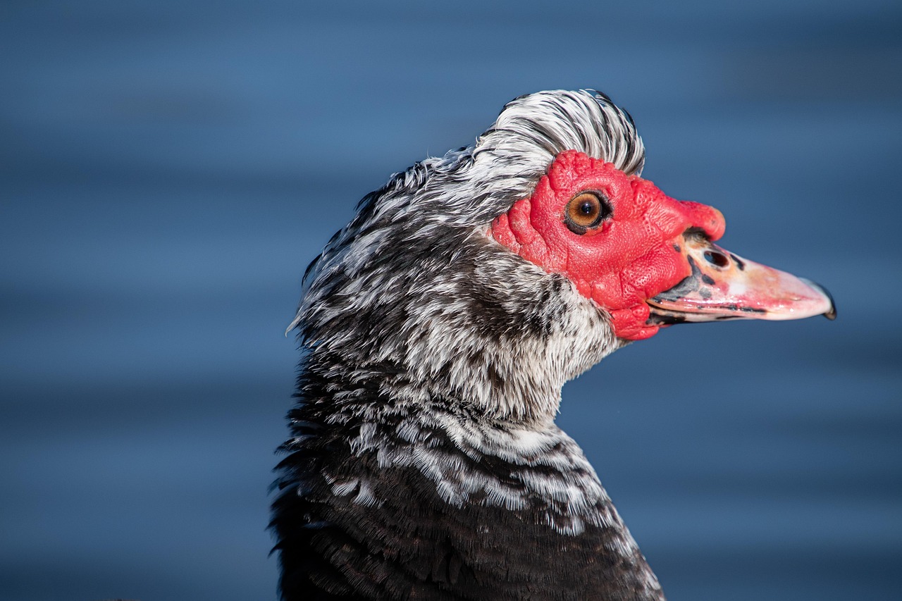 canard, oiseau, canard de barbarie, cairina moschata, canard du cap, gros plan tête de canard, ornithologie, fond de canard, nature, oiseau portrait, rouge, bleu