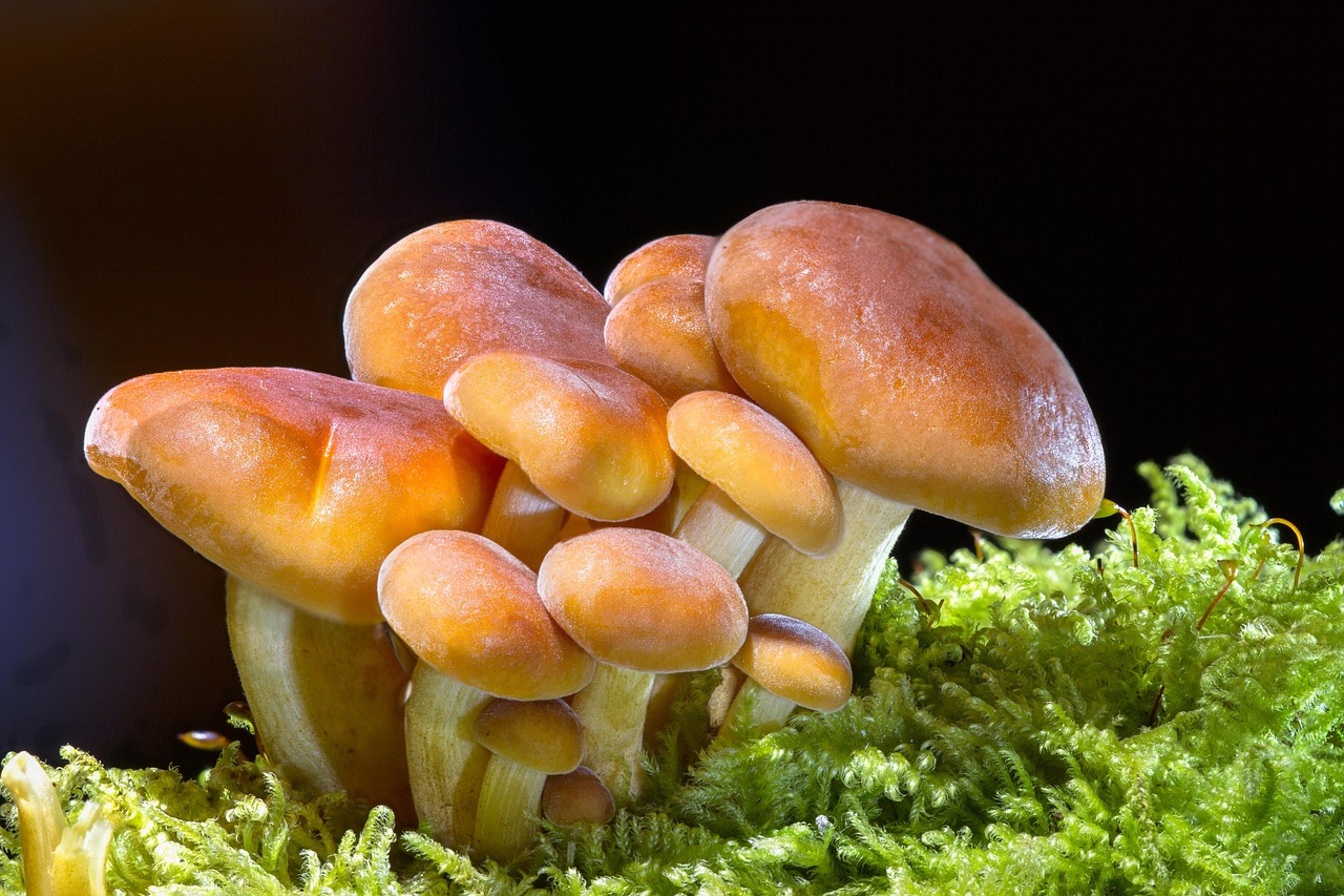 champignons, champignons sauvages, spore, éponge, corps de fructification, disques de champignons, espèces fongiques, espèces de champignons, mycologie, champignons forestiers, nature, petits champignons, fermer, macro, champignons, champignons, champignons, champignons, champignons