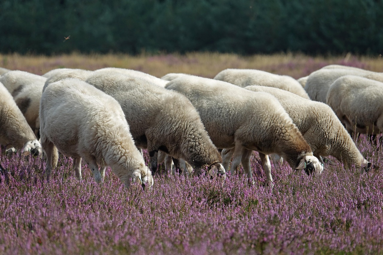 chauffage, mouton de bruyère, moutons, landes, bovins, fleurs de bruyère, animaux, nature, pâturer, purple, coloré, mouton