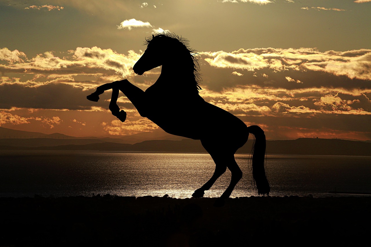 cheval, le coucher du soleil, silhouette, silhouette de cheval, crinière, étalon, équidé, nature, mer, animal, rétro éclairage, monde animal