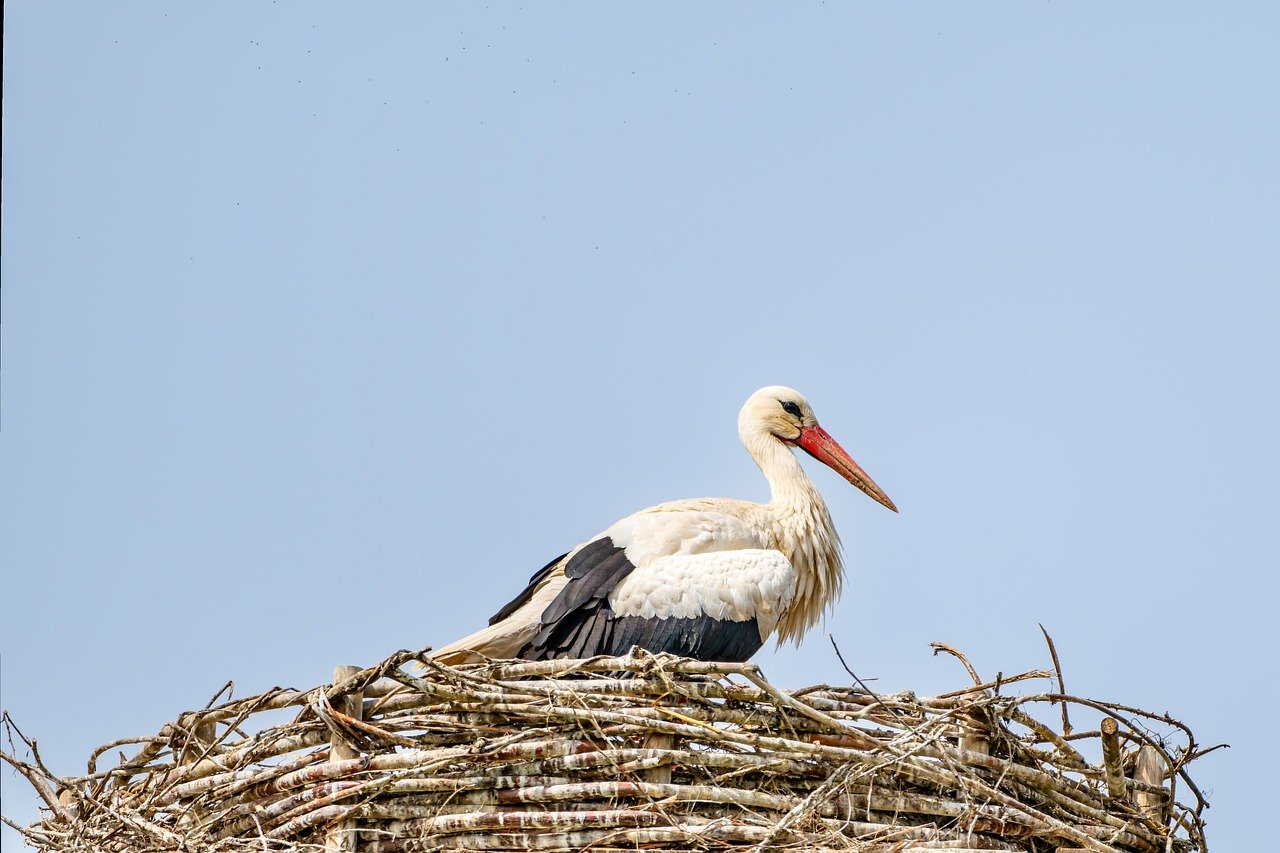 cigogne, nid, la nature, oiseau, faune, nid d'oiseau, cigogne blanche, nid de cigogne, hochet cigogne, adébable, construction du nid, nichée