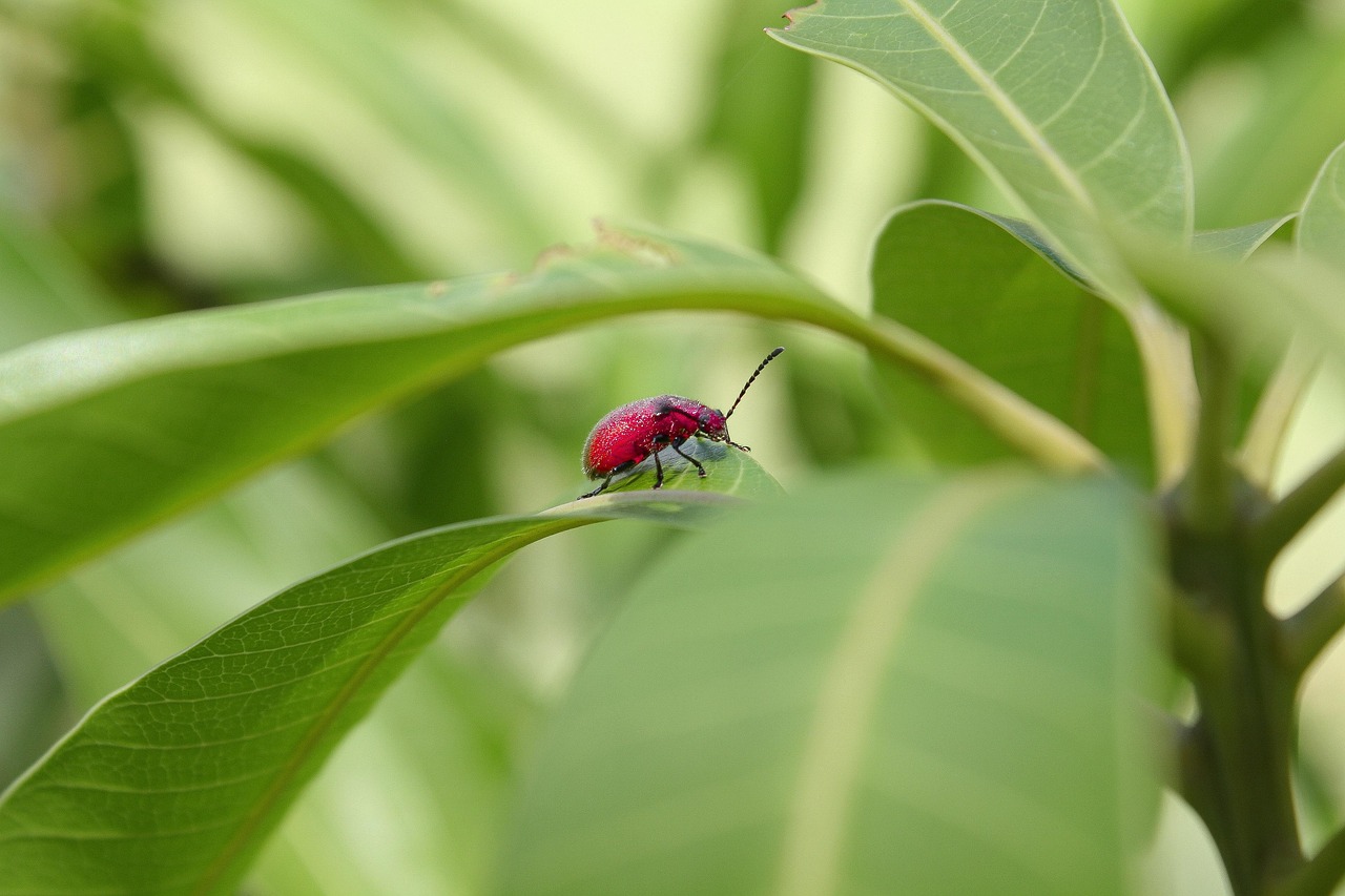 coccinelle, insecte, scarabée, nature, feuille, vert, feuilles, plantes, feuilles de mangue