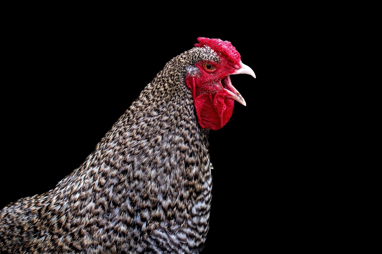 coq, poulet, oiseau, nature, poulet mâle, portrait animaux, rouge