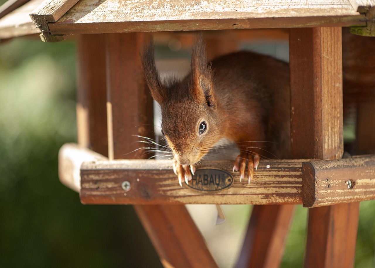 écureuil, lentilles de contact, mangeoire pour les oiseaux