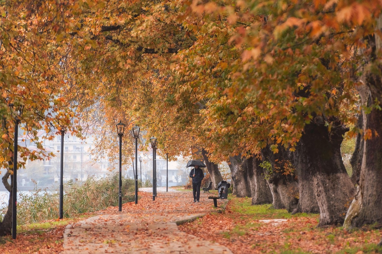 des arbres, route, chemin, feuilles, feuillage, automne, nature, forêt, les bois, saison, paysage