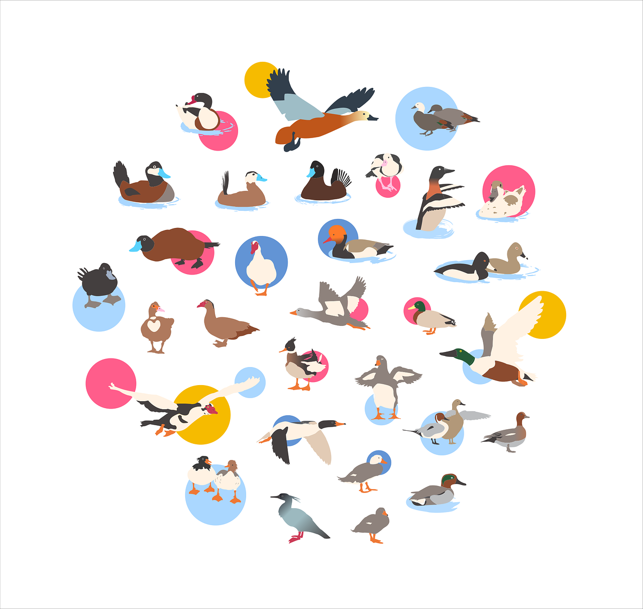 ducks, birds, nature, animals, vecteur, farming