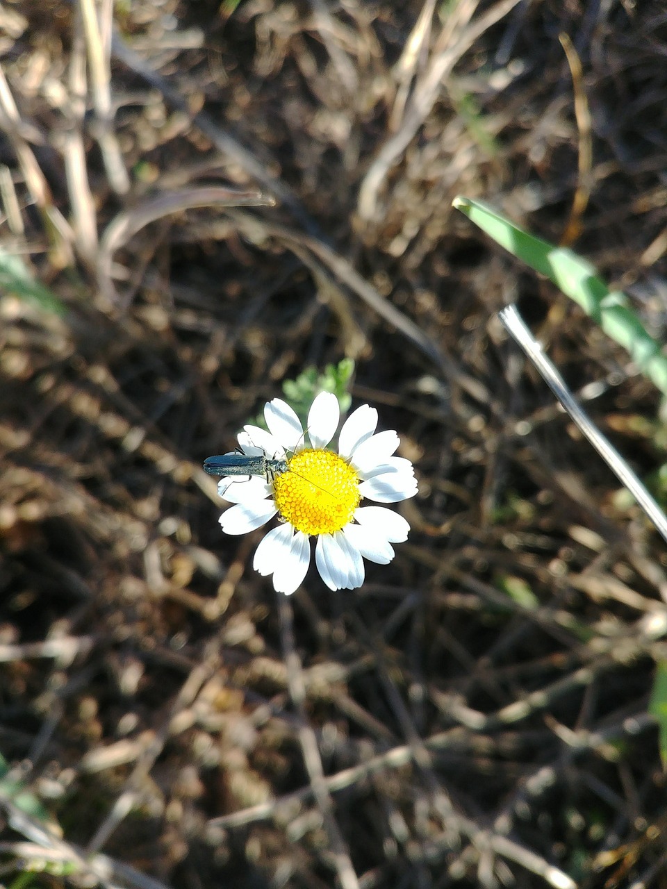 fleur, nature, camille, fond d'écran fleur, forêt, flower background, belles fleurs, lg g6, hongrie