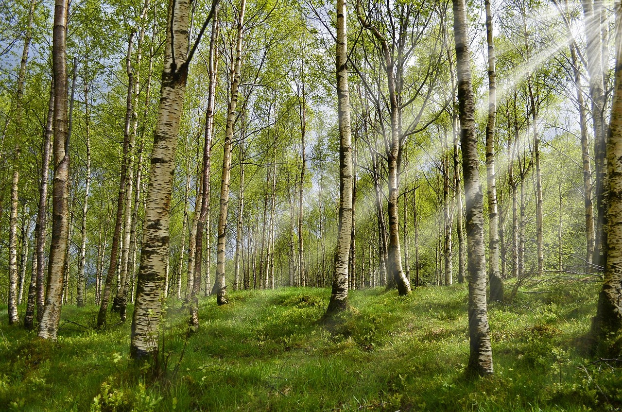 forêt, bouleaux, le printemps, rayons de soleil, printemps, allergie, anti-allergie, déclencheurs d'allergie, rhume des foins, pollen, tronc d'arbre, tribu, l'été, avertisseur sonore, prairie, vert, la nature, calmer, relaxation, frais, relever, norvège, région sauvage, marcher, foresterie, gazon, les tiques