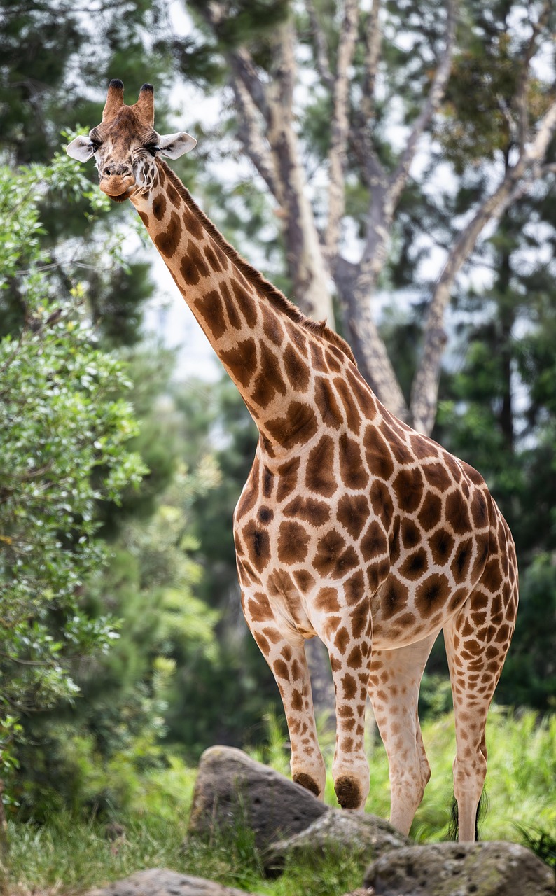 girafe, animal, mammifère, giraffa camelopardalis, zoo, faune, afrique, herbivore, à long cou, manteau tacheté, modèle, long cou, portrait, nature, grand