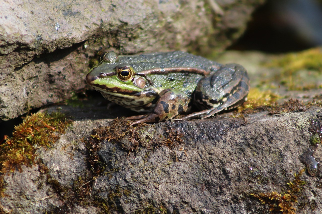 la grenouille, amphibie, grenouille d'étang, grenouille d'eau, grenouille à travers, vraie grenouille, animal aquatique, nature, pélophylaxie, randidés, animal, pelophylax, roche