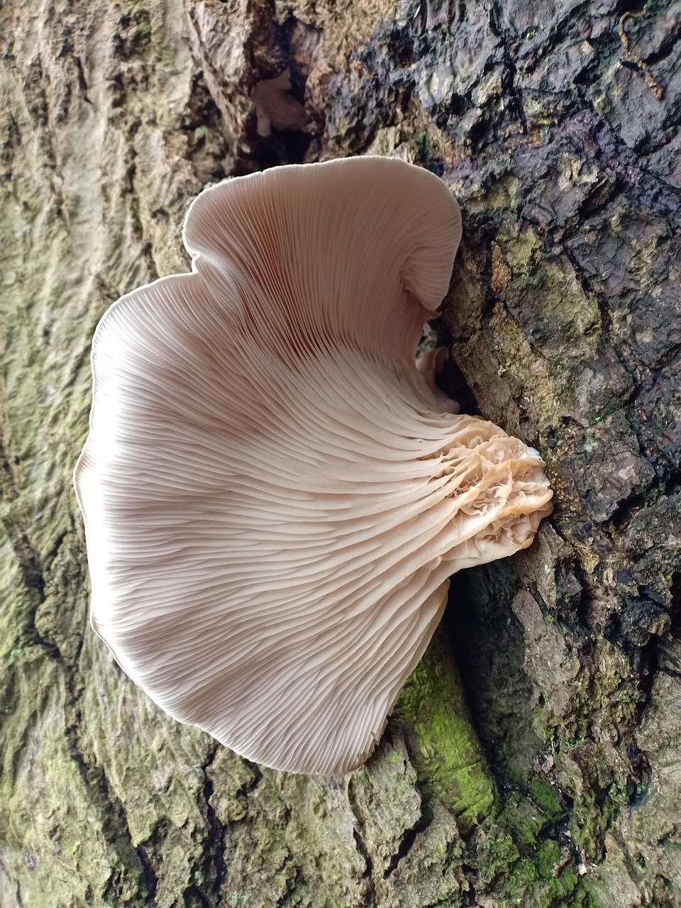 les pleurotes, pleurotus ostreatus, champignon, tronc d'arbre
