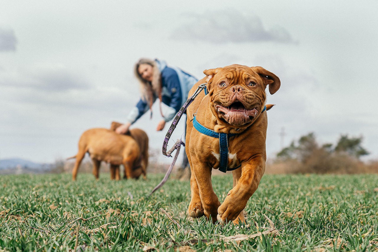 mastiff de bordeaux, gazon, fonctionnement, dogue de bordeaux, mastiff français, bordeauxchien, canin, chien, nature, mammifère, en plein air, animal, animal de compagnie, en jouant