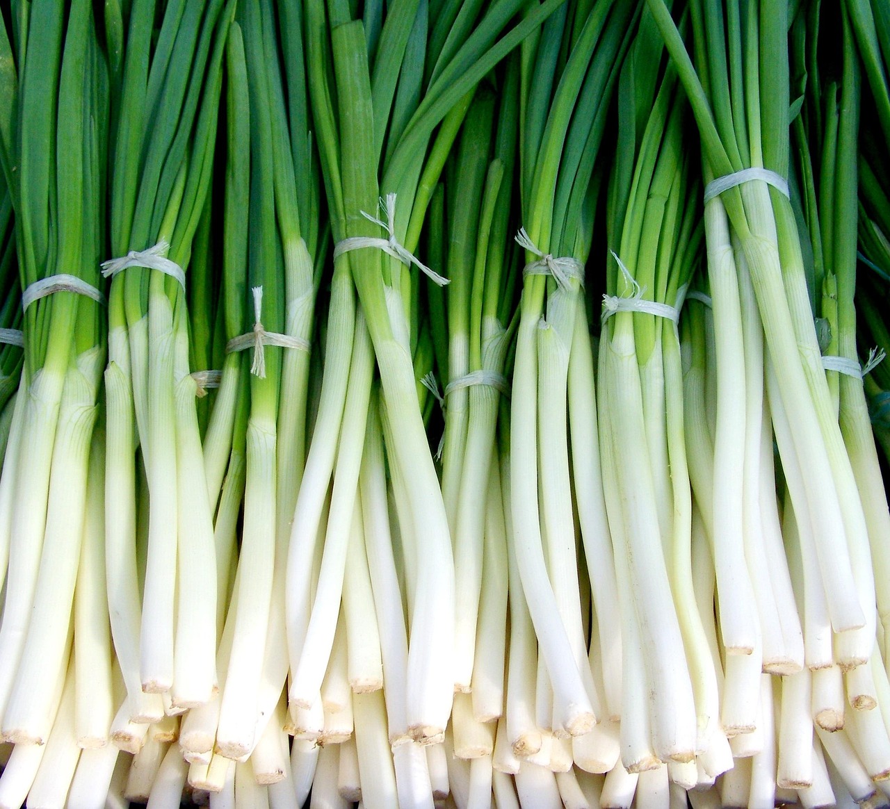 oignons verts, oignon nouveau, légumes, oignons verts, oignons verts, oignons verts, oignon nouveau, oignon nouveau, oignon nouveau, oignon nouveau, oignon nouveau, légumes