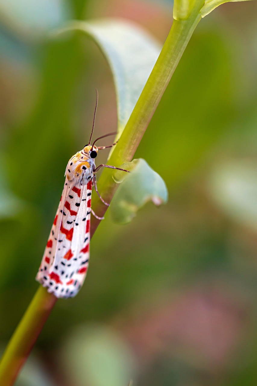 papillon, insecte, papillon panaché de rouge, macro, papillon de nuit, nature