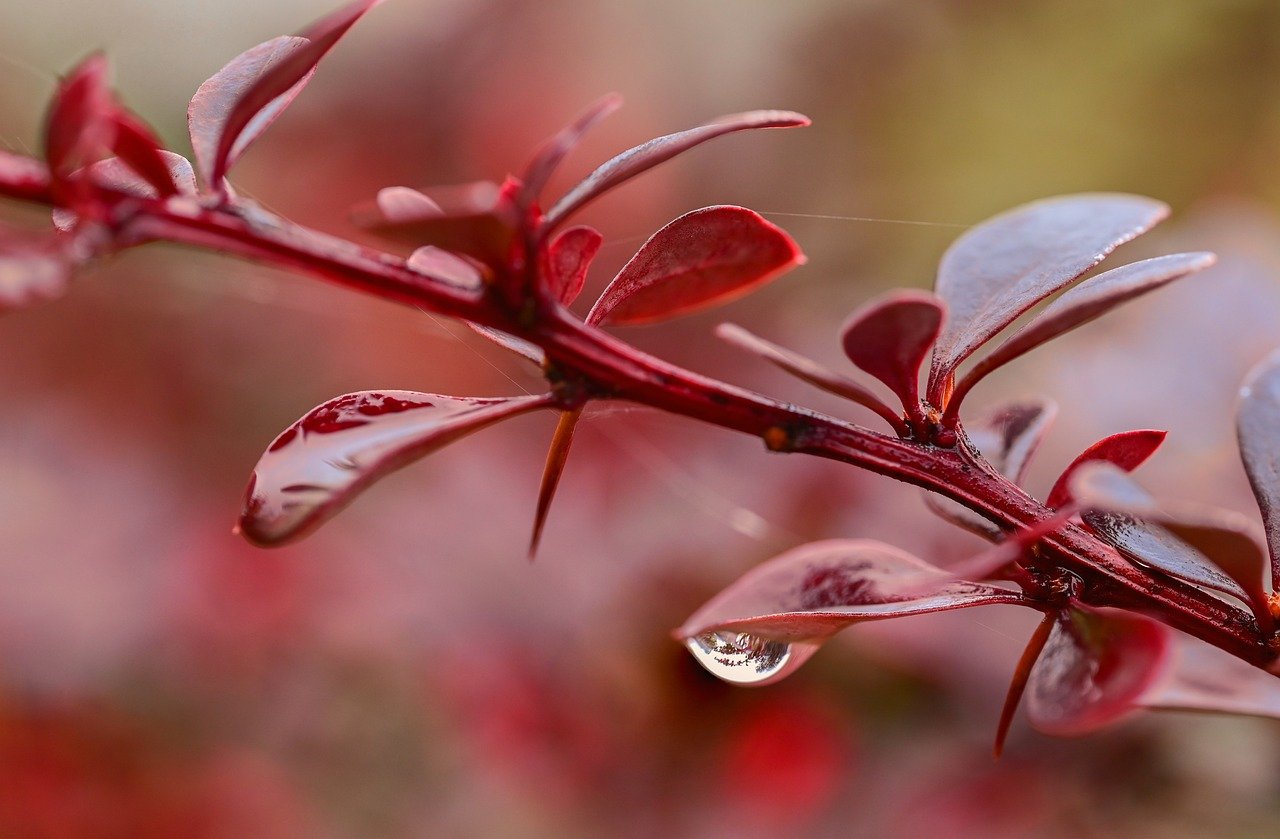 épine-vinette japonaise, épine-vinette, bourgogne, automne, nature, jardin, pluie, couleur, feuillage, thorn