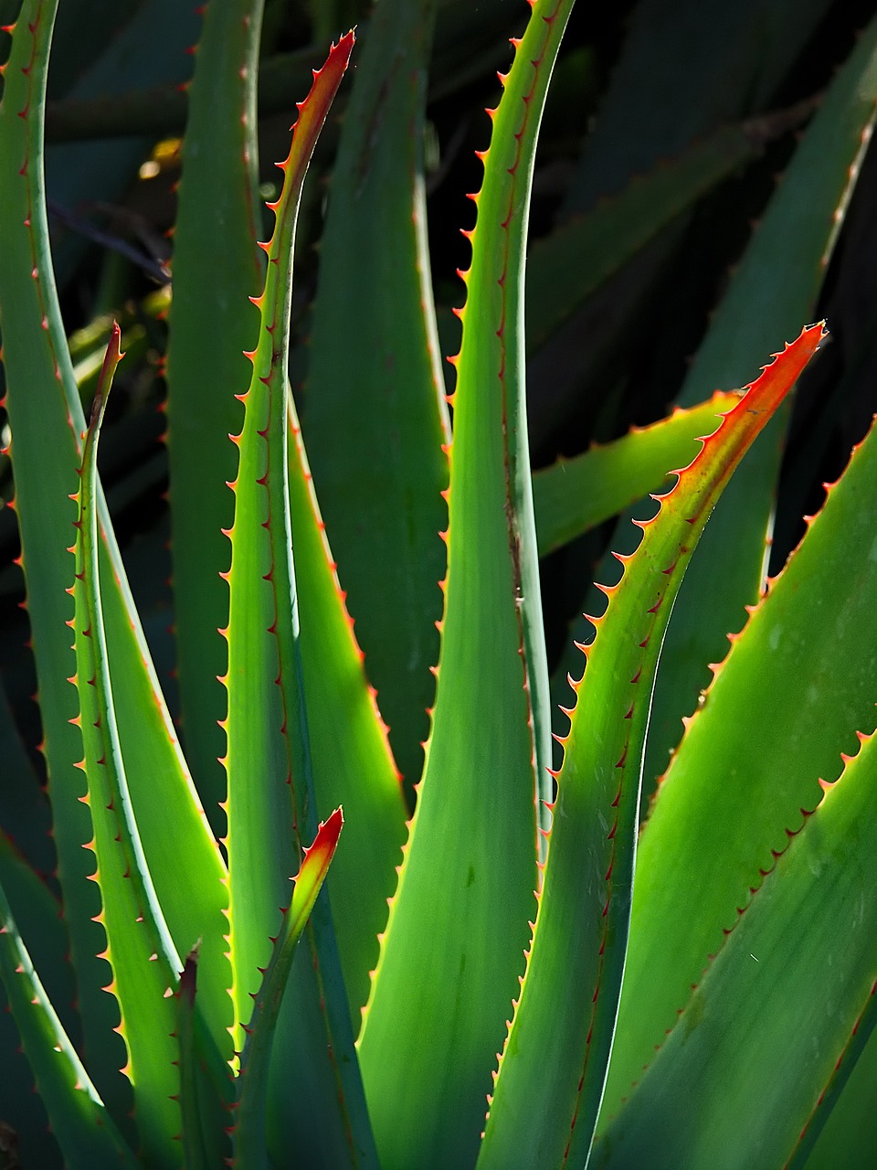 plantes, aloe vera, nature, succulent, traquer, botanique, croissance