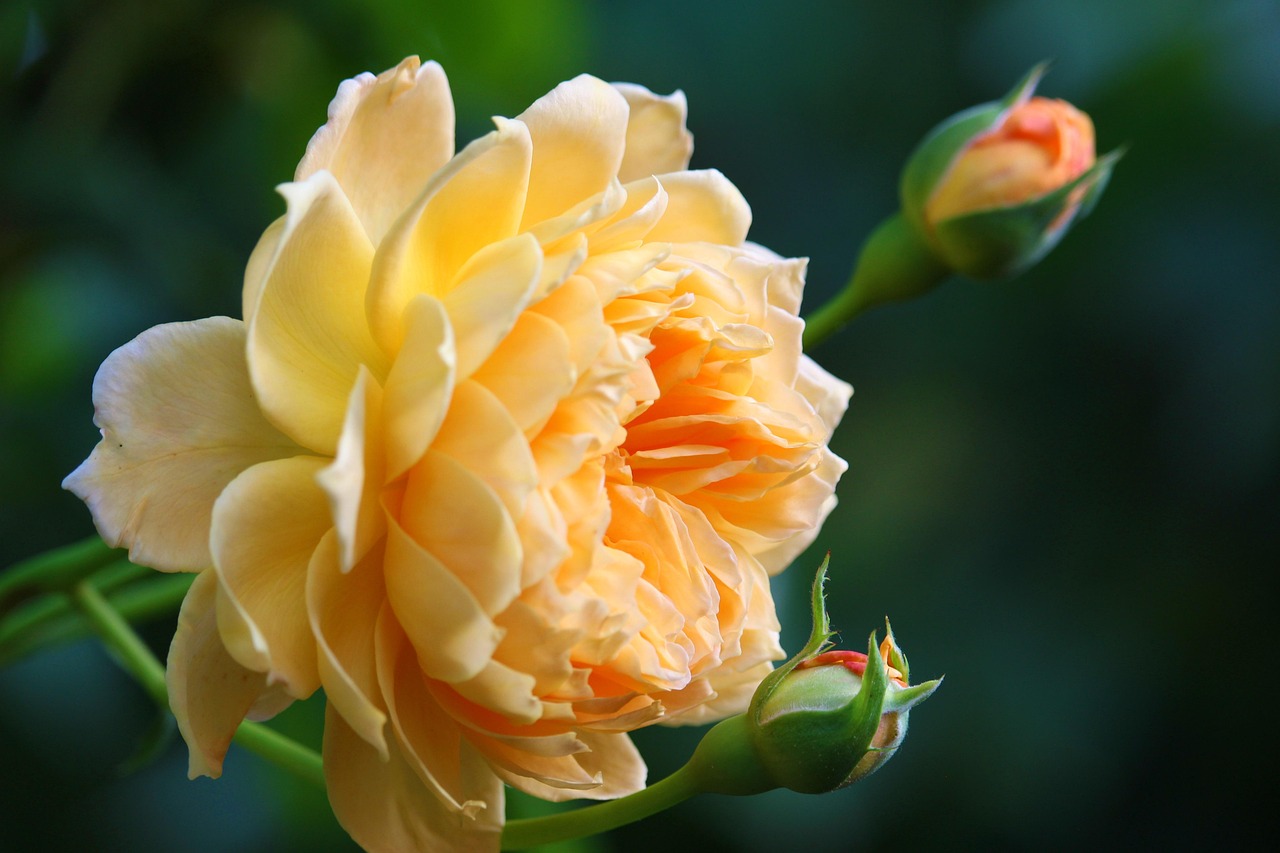 rose, pétales, bourgeon, une rose, rosier, fleurir, bloom, fleur de rose, jardin, roseraie, rosier buisson, rose parfumée, rose anglaise, rose de plus en plus, boutons de rose, nature, orange, jaune