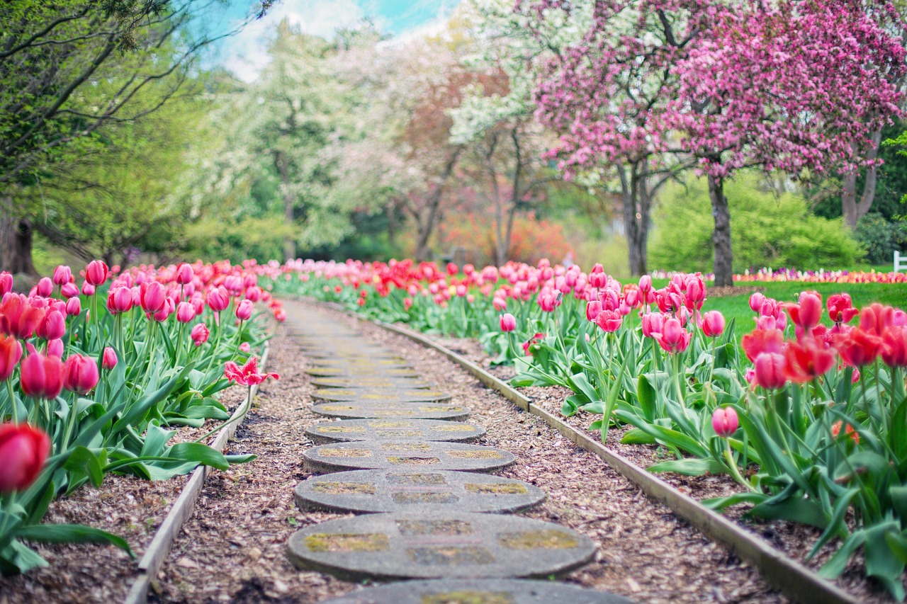 sentier, chemin, tulipes roses, tulipes, le printemps, printemps, paysage, nature, jardin, passerelle