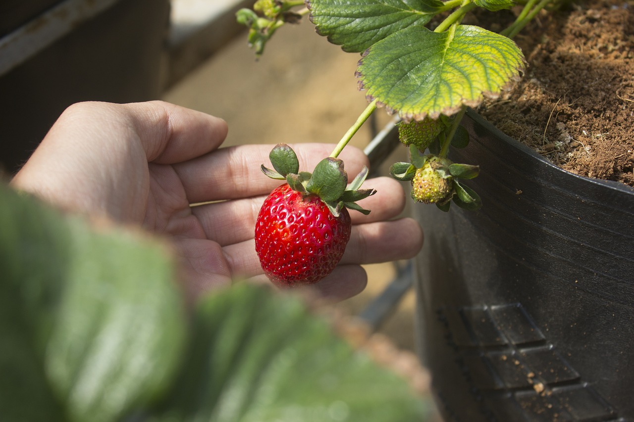 stawberry, fruit, feuilles, jardin, vietnam, tout petit, nature, facile
